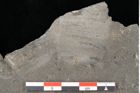 Foto (Detailansicht) von Thinnfeldia lunzensis Ettingshausen (NHMW-GEO-2024-0188-10588)